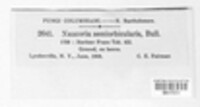 Agrocybe pediades image